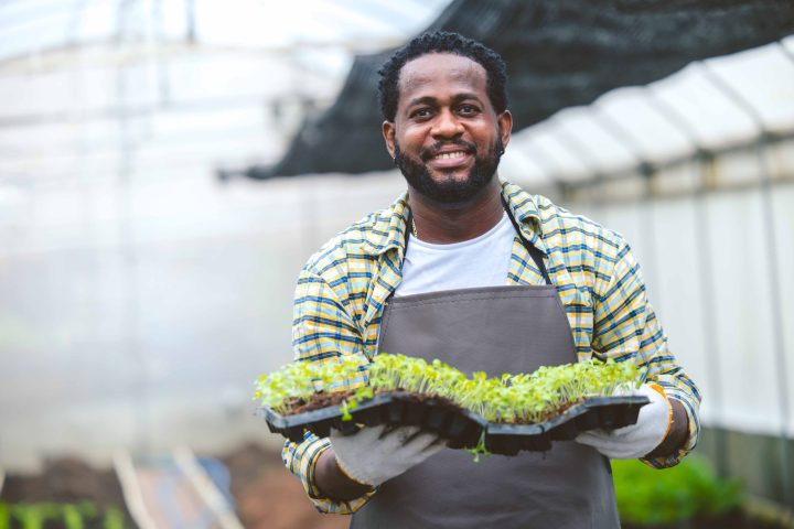 black worker farmer agriculture working in plant nursery greenho